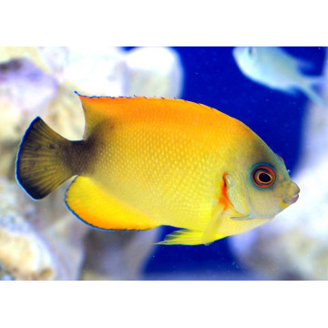 Centropyge hybride flavissimus X vrolicki