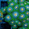 Bouture Zoanthus 'Stargazer'