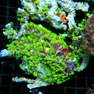 Bouture Briareum vert fluo indo