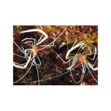 Stenopus pyrsonotus 10 cm (rare)