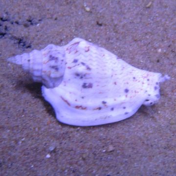 Strombus blanc 4-6 cm