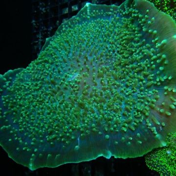 Amplexidiscus 15-20 cm