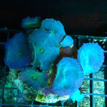 Discosomas bleus 8-10 cm