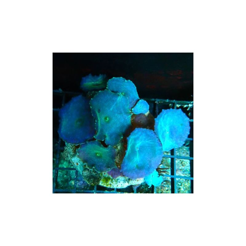 Discosomas bleus 8-10 cm