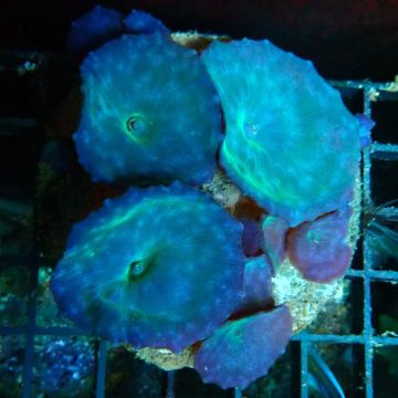 Discosomas bleus 8-10 cm