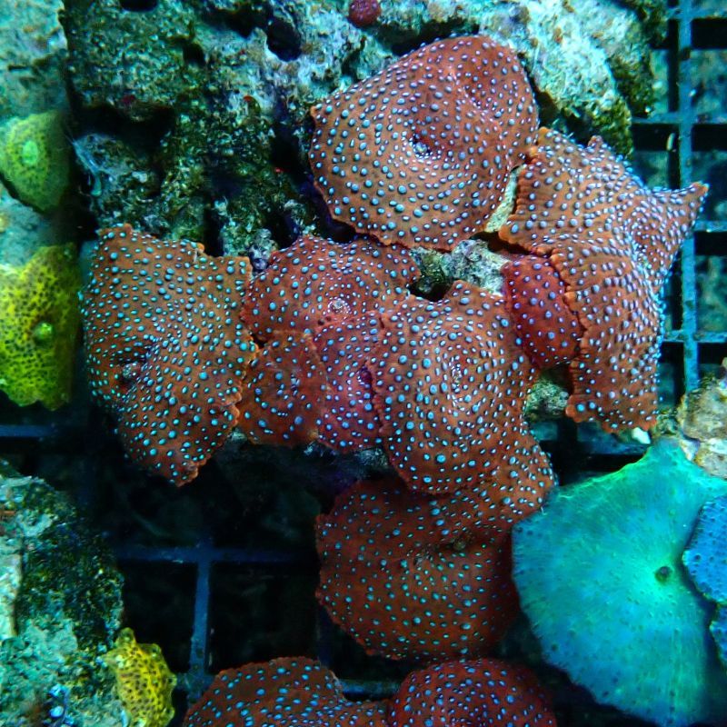 Discosomas rouges à points mauves 8-10 cm Discosomas rouges à points mauves 8-10 cm