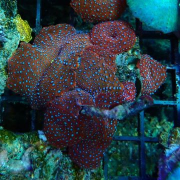 Zoanthus elevage (2-3 couleurs differentes) 7-9 cm 49,50 € Poissondor