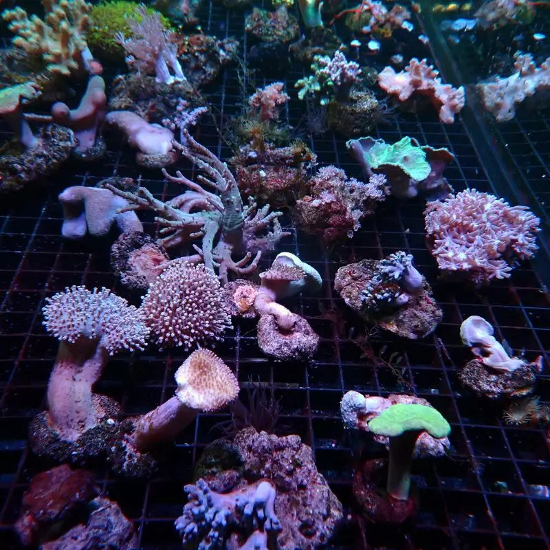 Amplexidiscus 15-20 cm