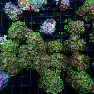 Amplexidiscus 15-20 cm