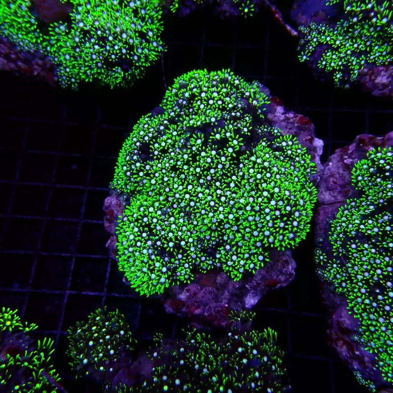 Pachyclavularia violacea vert coeur blanc 10-12 cm