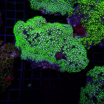 Pachyclavularia violacea vert coeur blanc