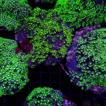 Pachyclavularia violacea vert coeur blanc