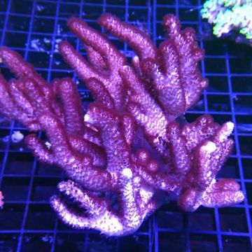 Cladiella 15 cm 49,50 € Poissondor