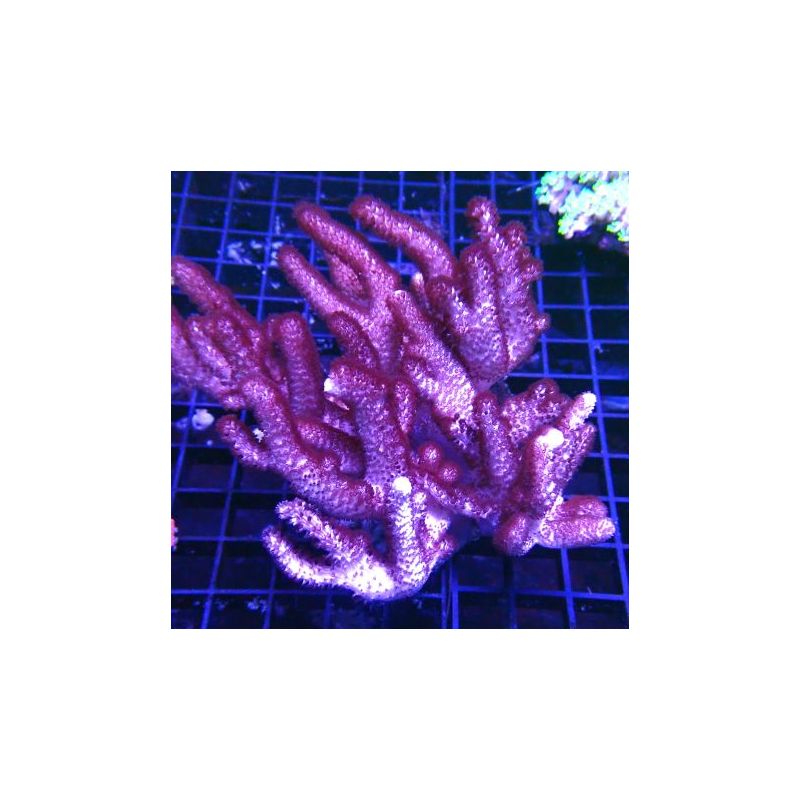 Cladiella 15 cm 49,50 € Poissondor Cladiella 15 cm 49,50 € Poissondor