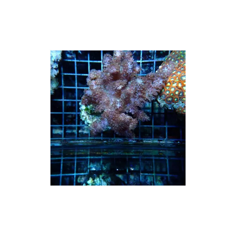 Klyxum sp (alcyonum sp) -corail zachte veulen 8 cm