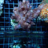 Klyxum sp (alcyonum sp) -corail zachte veulen 8 cm