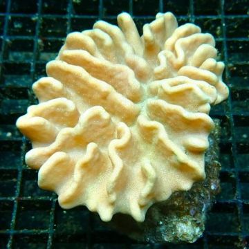 Lobophytum crassum 6-8 cm