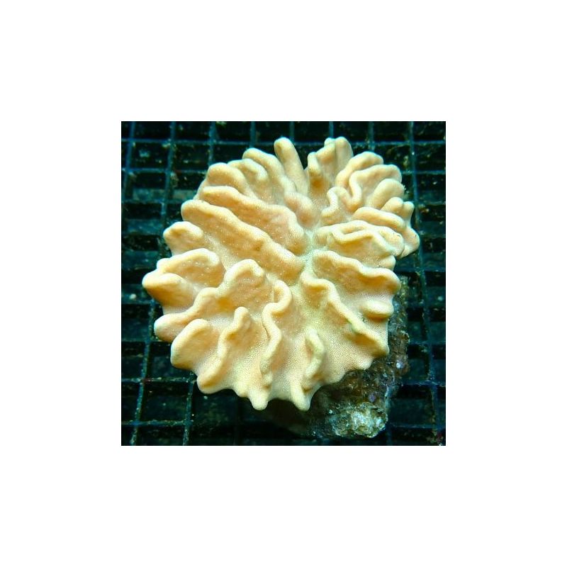 Lobophytum crassum 6-8 cm