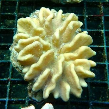 Lobophytum crassum 6-8 cm