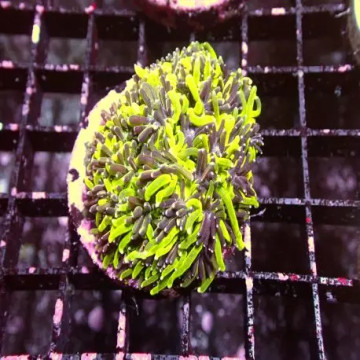 Catalaphyllia jardinei vert