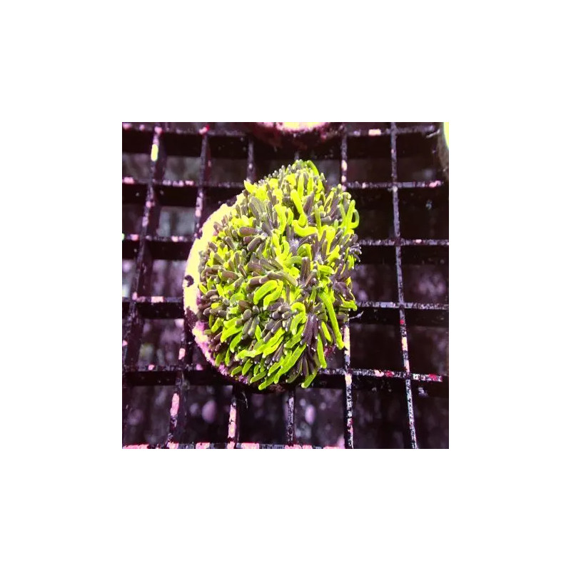 Catalaphyllia jardinei vert