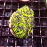 Catalaphyllia jardinei vert