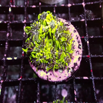 Catalaphyllia jardinei vert