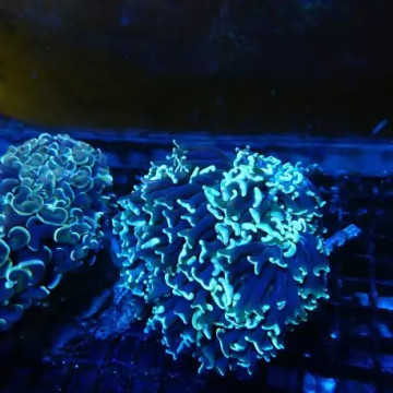 Euphyllia Ancora vert metallique 10-12 cm