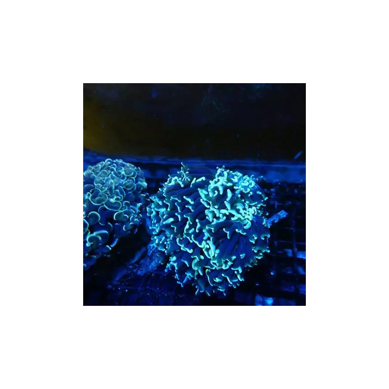 Euphyllia Ancora vert metallique 10-12 cm