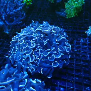 Euphyllia Ancora vert metallique 10-12 cm