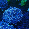 Euphyllia Ancora vert metallique 10-12 cm