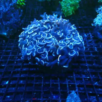 Euphyllia Ancora vert metallique 10-12 cm