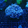 Euphyllia Ancora vert metallique 10-12 cm