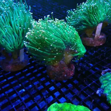 Catalaphyllia jardinei vert