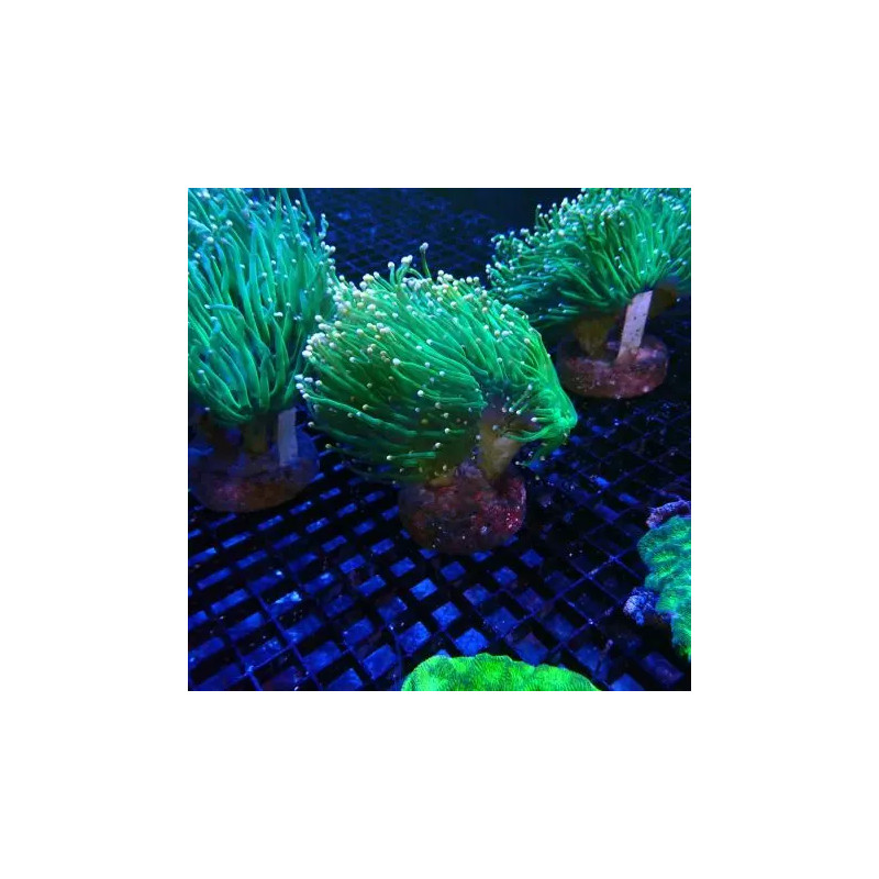 Catalaphyllia jardinei vert