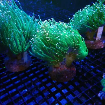 Euphyllia Glabrescens orange tips