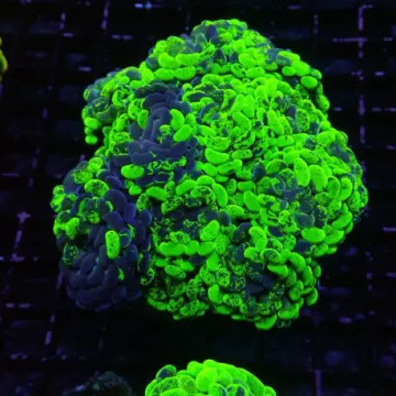 Euphyllia parancora marble