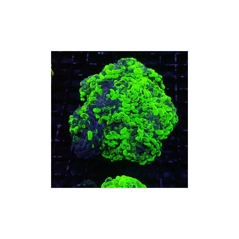 Euphyllia parancora marble