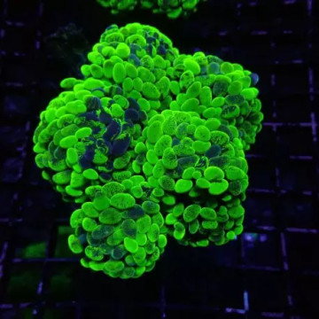 Catalaphyllia jardinei vert