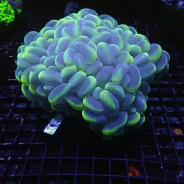 Plerogyra Sinuosa Pearl