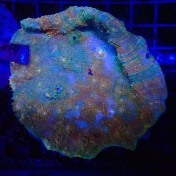 Echynophyllia "plas bloed"
