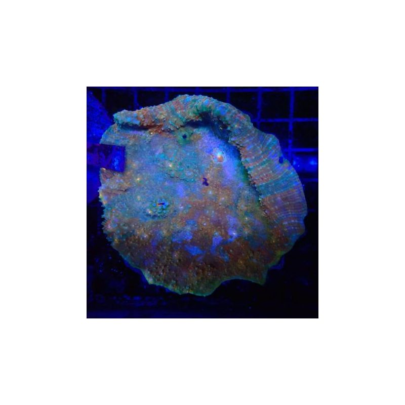 Echynophyllia "Puddle Blood"