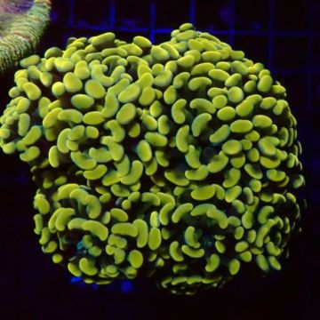 Euphyllia parancora jaune-orangé 4-5 polypes