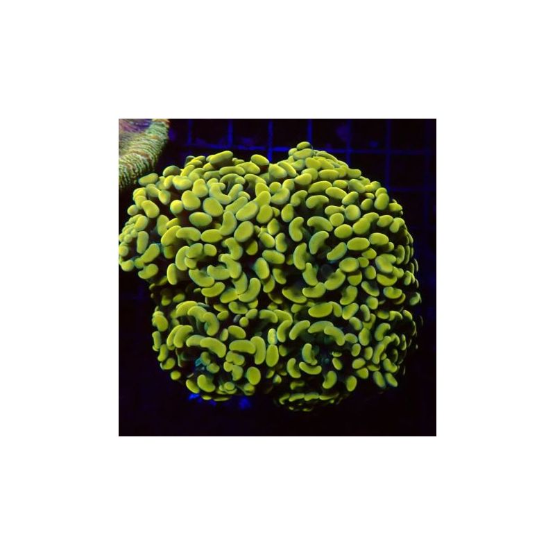 Euphyllia parancora jaune-orangé 4-5 polypes