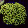 Euphyllia parancora jaune-orangé 4-5 polypes
