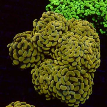 Euphyllia parancora jaune-orangé 4-5 polypes