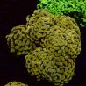 Euphyllia parancora jaune-orangé 4-5 polypes