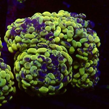 Euphyllia parancora marbble 4-5 plypes