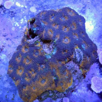 Euphyllia parancora marbble 4-5 plypes