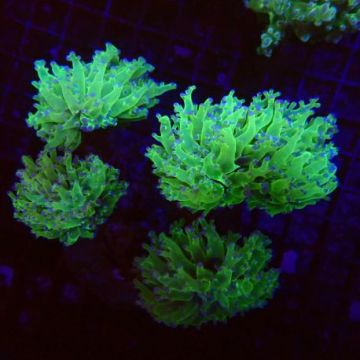 Euphyllia paradivisa vert pointes mauves (4-5 polypes)